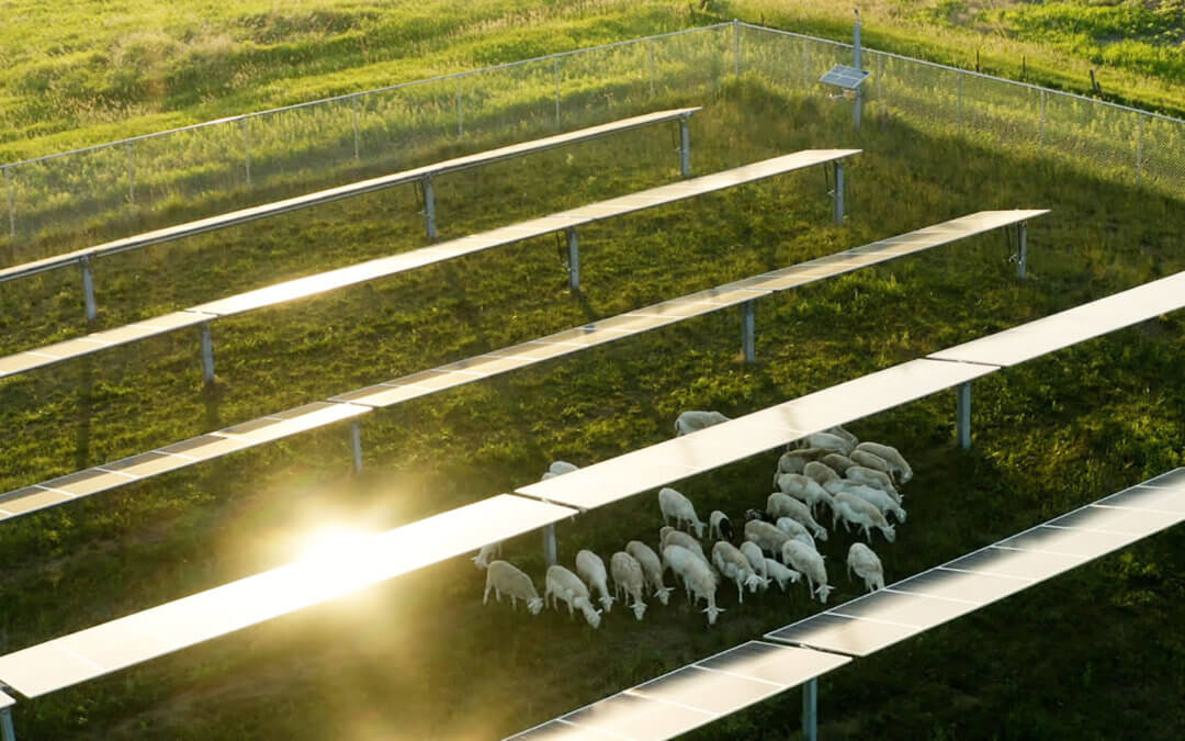 Solar Sheep Grazing in Iowa